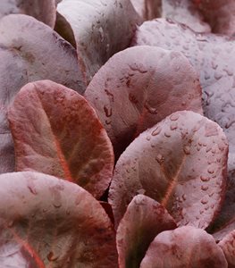 BERGENIA ‘OVERTURE’