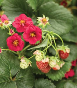 STRAWBERRY PLANT