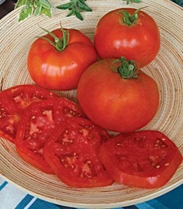 ‘Better Boy’ tomato