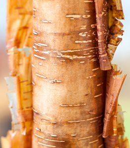 BETULA UTILIS ‘SICHUAN RED’