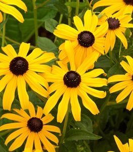 BLACK-EYED SUSAN