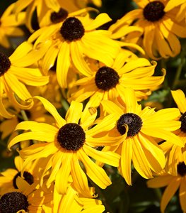 Black-Eyed Susan flowers