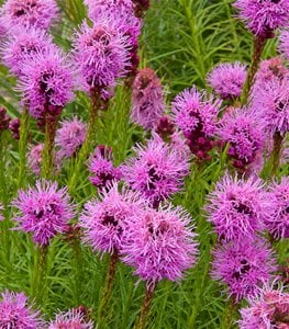 BLAZING STAR