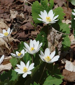 Bloodroot