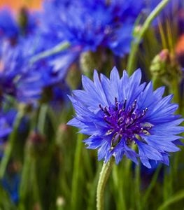 Blue Cornflower, Centaurea Cyanus, Bachelor's Buttons
American Meadows