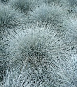 BLUE FESCUE