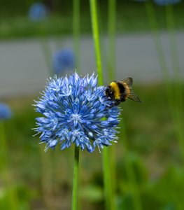 BLUE GLOBE ALLIUM