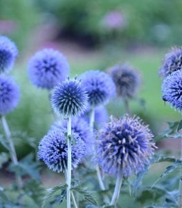 Blue Glow Globe Thistle, Echinops Ritro, Blue Globe Flower
Proven Winners
Sycamore, IL
