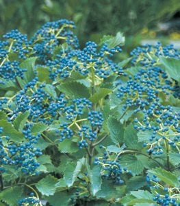 Blue Muffin Arrowwood Viburnum, Viburnum Dentatum, Blue Berries
Proven Winners
Sycamore, IL