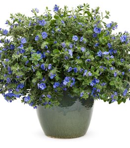 Blue My Mind Evolvulus, Dwarf Morning Glory, Blue Flowers
Proven Winners
Sycamore, IL