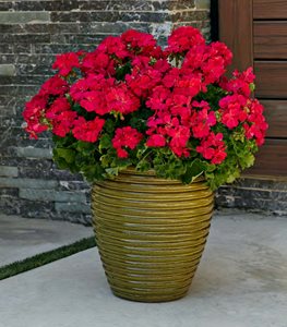 GERANIUM