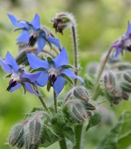 BORAGE