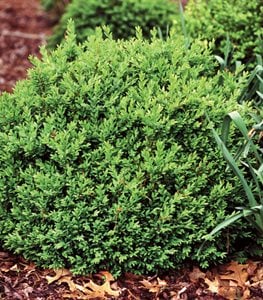 BOXWOOD