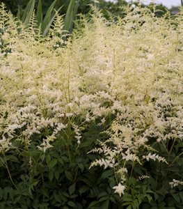'Bridal Veil' astilbe