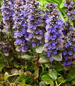 BUGLEWEED