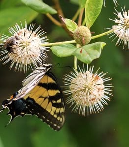 BUTTON BUSH