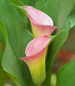 Calla Lily