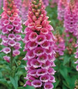 FOXGLOVE