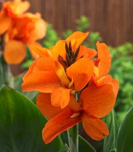 Orange Canna