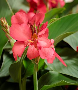 Canna Toucan Coral, Coral Flower, Tropical Flower
Proven Winners
Sycamore, IL