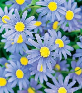 Cape Town Blue Daisy, Felicia Hybrid, Blue Daisy
Proven Winners
Sycamore, IL