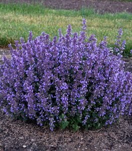 CATMINT