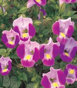 Wishbone Flower Catalina Pink