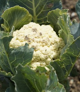 Cauliflower