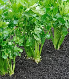 Celery