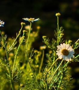 Chamomille Plant, Matricaria Recutita
Shutterstock.com
New York, NY