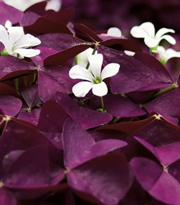 Shamrock Charmed Wine