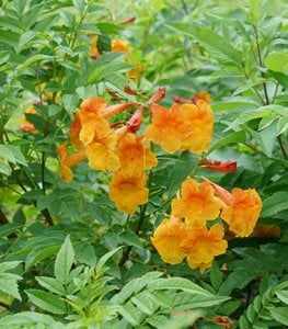 Chicklet® Orange esperanza, yellow bells, tecoma