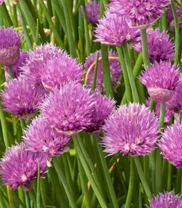 CHIVES