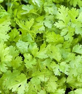 Cilantro, Cilantro Coriandrum Sativum, Edible Herb
Garden Design
Calimesa, CA