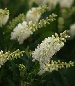 Sugartina® 'Crystalina' summersweet