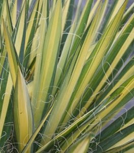 Color Guard Yucca