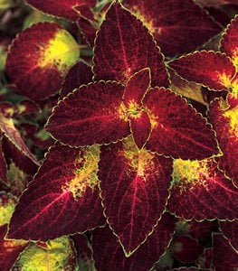 COLEUS
