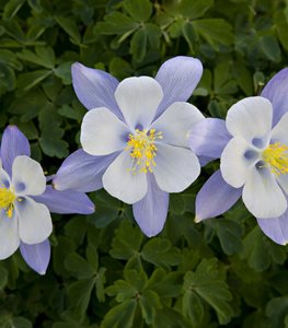 Columbine flowers