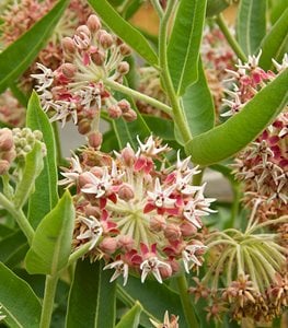 COMMON MILKWEED