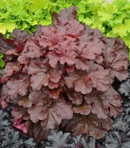 HEUCHERA