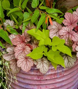 Heuchera spp. (coral bells) - Photo by: Janet Loughrey.