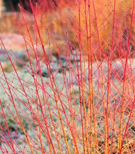 CORNUS SANGUINEA ‘MIDWINTER FIRE’