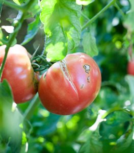 Cracked tomato