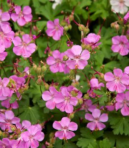 CRANESBILL GERANIUM