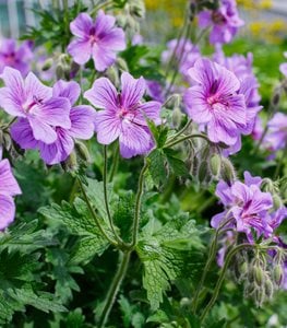 Cranesbill geranium