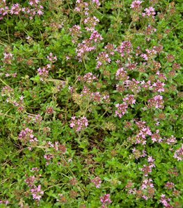 CREEPING THYME