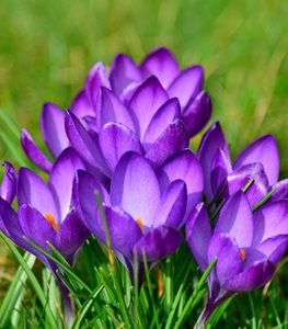 Dutch Crocus