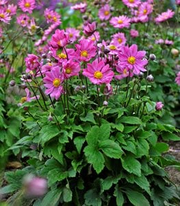 'Curtain Call Deep Rose' Japanese anemone