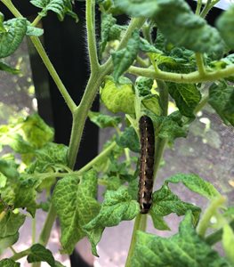 Cutworm on tomato plant