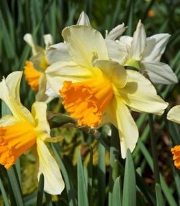Daffodil